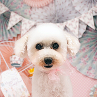 小澤様 チャチャちゃん（プードル）