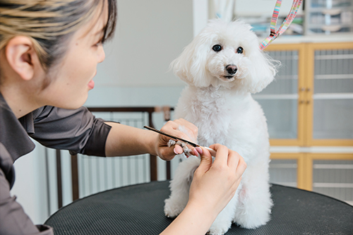 爪切り／爪やすり