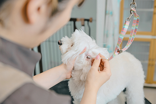 耳掃除／耳毛カット