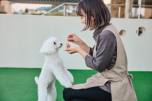ドッグラン＆ご褒美タイム