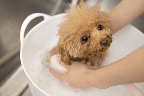 ナノバブルオゾン温浴