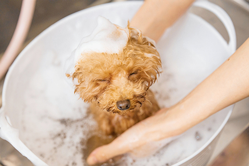 シャンプー／トリートメント