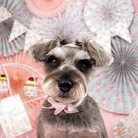 中山様 ラウールちゃん（シュナウザー）