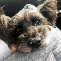 前野様 凛ちゃん（シュナウザー）